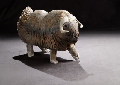 Musk Ox in the Wind NEW